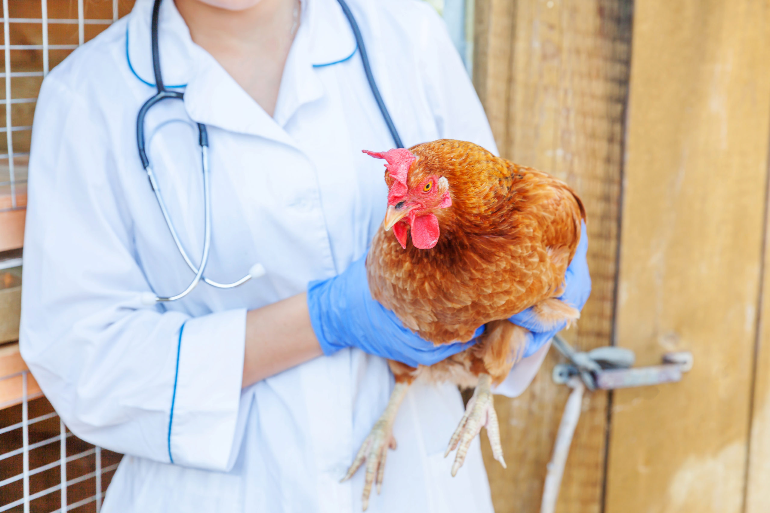 Local Poultry Vets | Backyard Chicken Caucus